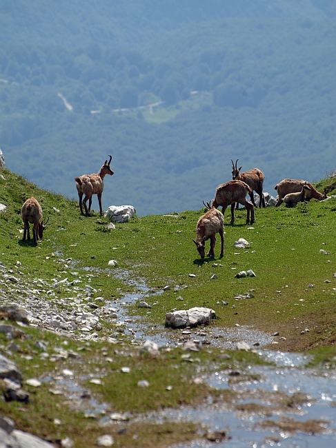 Camoscio d''Abruzzo Rupicapra pyrenaica ornata